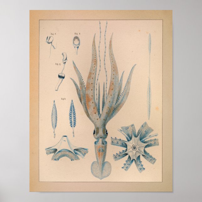 1851 Vintager Tintenfisch drucken Poster (Vorne)
