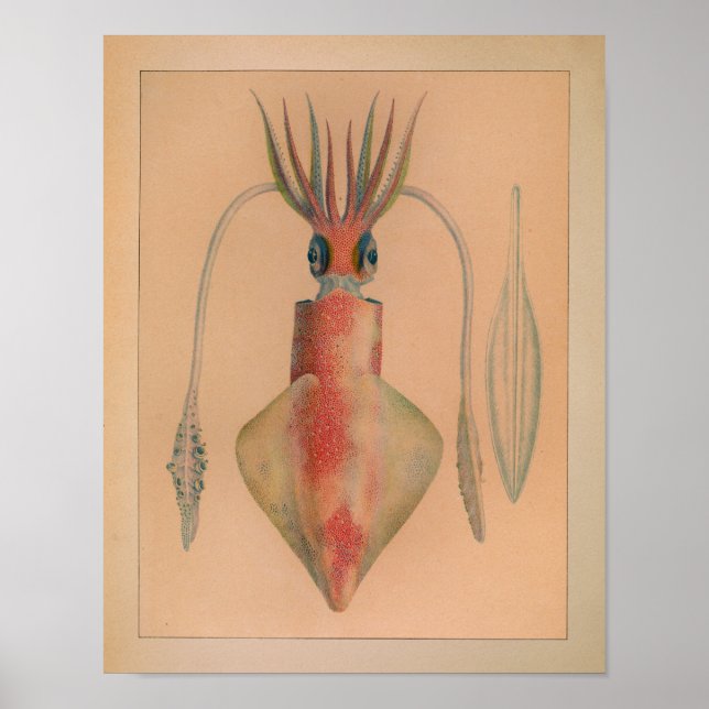 1851 Vintager Tintenfisch drucken Poster (Vorne)