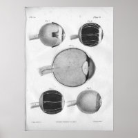 1854 Vintage Augenanatomie