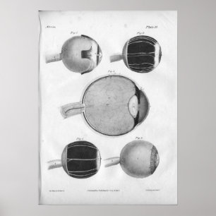 1854 Vintage Augenanatomie Poster