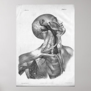 1854 Vintage Head & Neck Arteries Anatomy Print Poster