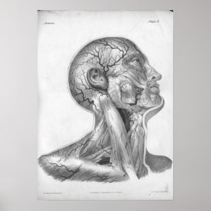 1854 Vintage Head & Neck Arteries Anatomy Print Poster