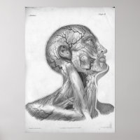1854 Vintager Head & Neck Arteries Anatomy Print