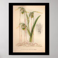 1860 Vintage Orchid-Blume Druckfarben Rosa