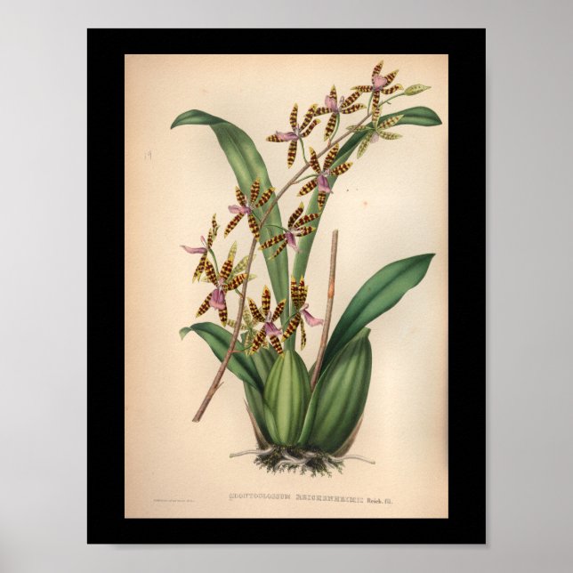 1860 Vintage Orchid-Blume Druckrot Streifen Poster (Vorne)