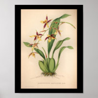 1860 Vintage Orchid-Blume Lila drucken