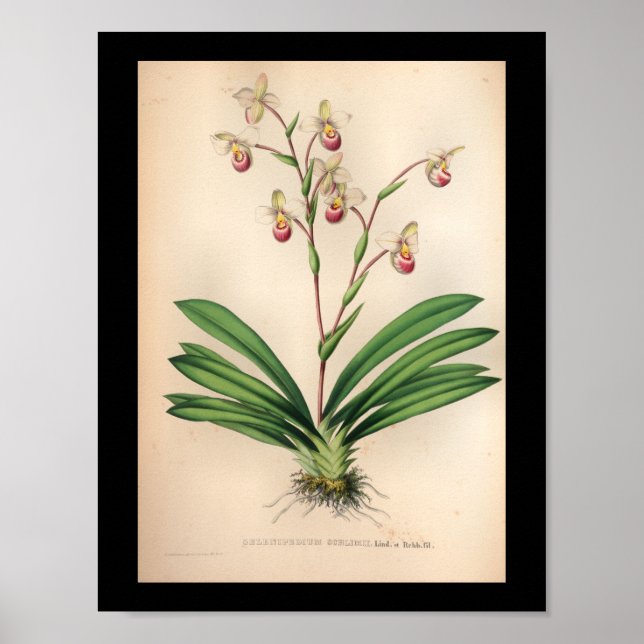 1860 Vintage Orchid Flower Print Purple Poster (Vorne)