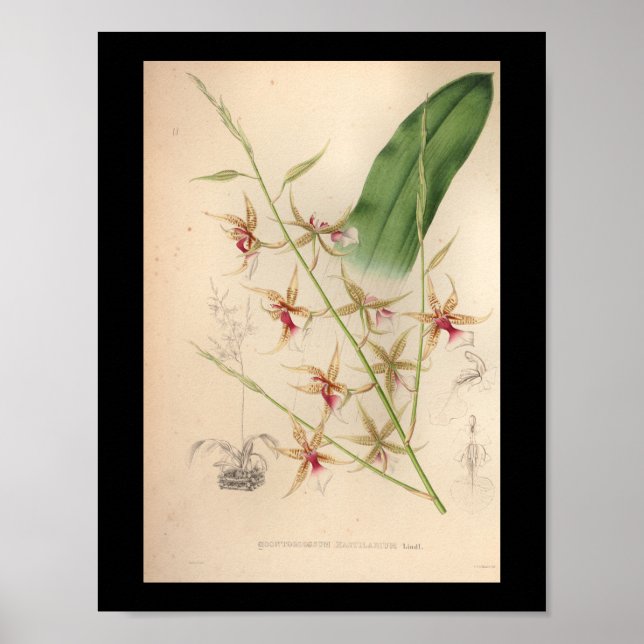 1860 Vintage Orchideen-Blume Blass Poster (Vorne)