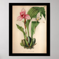 1860 Vintage Orchideen-Blume drucken Weißrosa