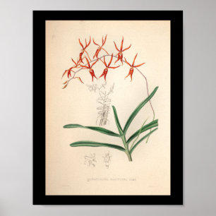 1860 Vintage-Orchideen-Blumen-Druck Rot Poster