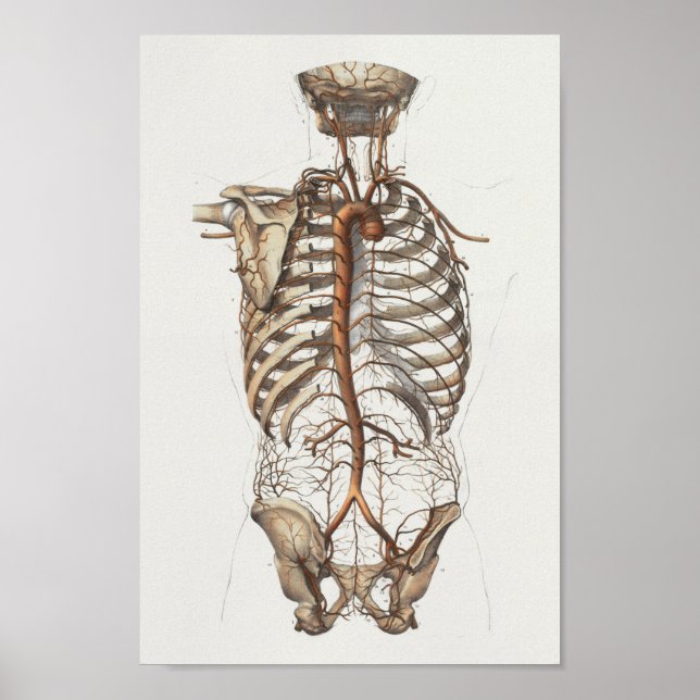 1867 Aorta Skelett Vintage Anatomie drucken Poster (Vorne)