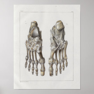 1867 Fußknochen Vintage Anatomie Druck Poster