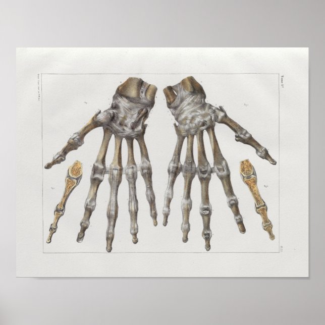 1867 Handknochen Vintage Anatomie drucken Poster (Vorne)