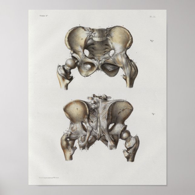 1867 Pelvianische Knochen Vintage Anatomie Print Poster (Vorne)