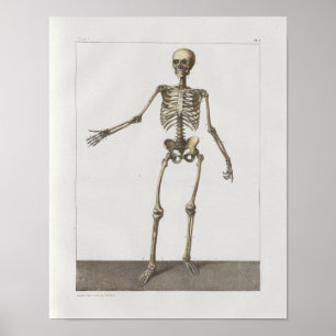 1867 Skeleton Knochen-Vintage Poster