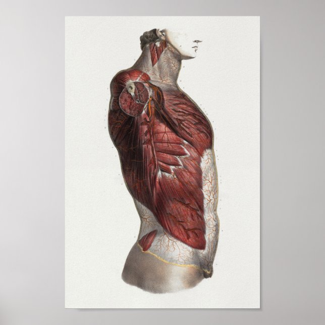 1867 Torso Muscles Vintage Anatomy Print Poster (Vorne)
