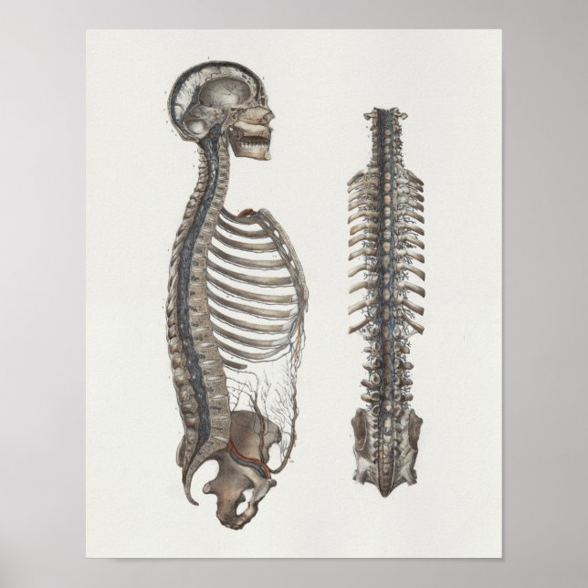 1867 Venen Wirbelsäule Vintage Anatomie Druck Poster (Vorne)