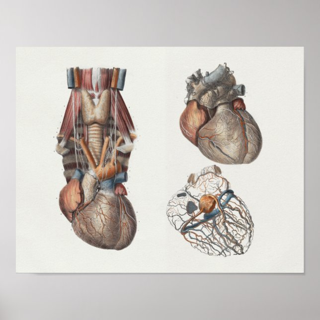 1867 Vintage Anatomie des menschlichen Herzens Poster (Vorne)
