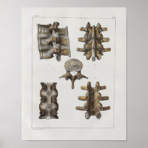 1867 Vintage Anatomie-Druck der Lendenwirbelsäule Poster