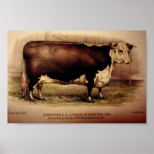 1874 Gravur von Hereford Cattle DOROTHEA Leominste Poster