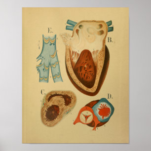 1879 Antike Anatomie-Druck menschliches Herz inter Poster