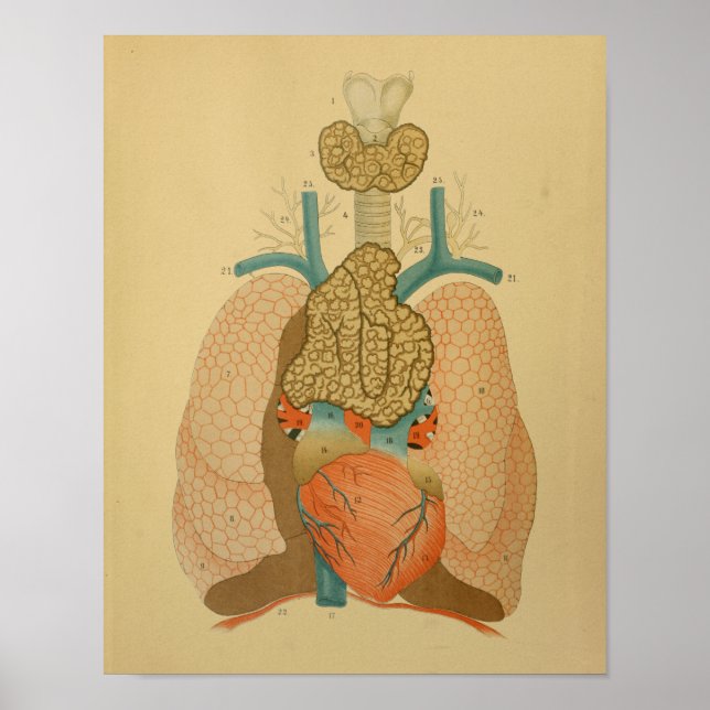 1879 Vintage Anatomie Druckherzlunge Poster (Vorne)