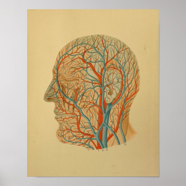 1879 Vintage Anatomie Druckkopfgefäße Poster (Vorne)