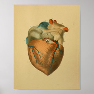 1879 Vintages Anatomie-Druck-Menschen-Herz Poster