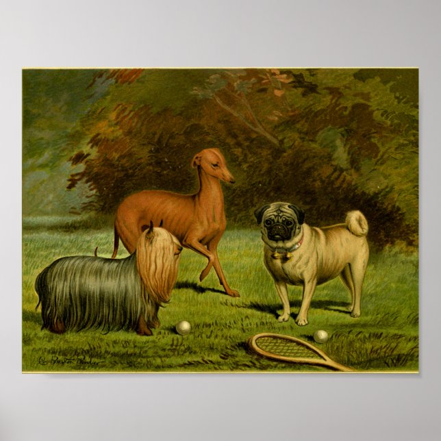 1881 Vintager Terrier und Mops drucken Poster (Vorne)