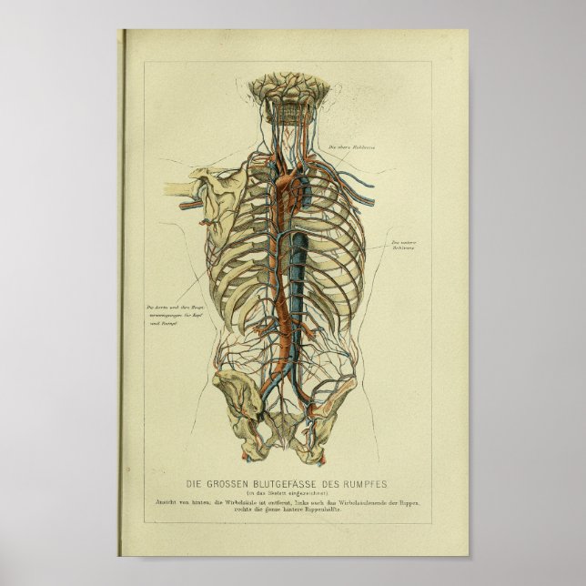 1886 Vintage Anatomie des Menschen Poster (Vorne)
