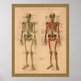 1888 Skelettmuskelansatz Anatomie Poster