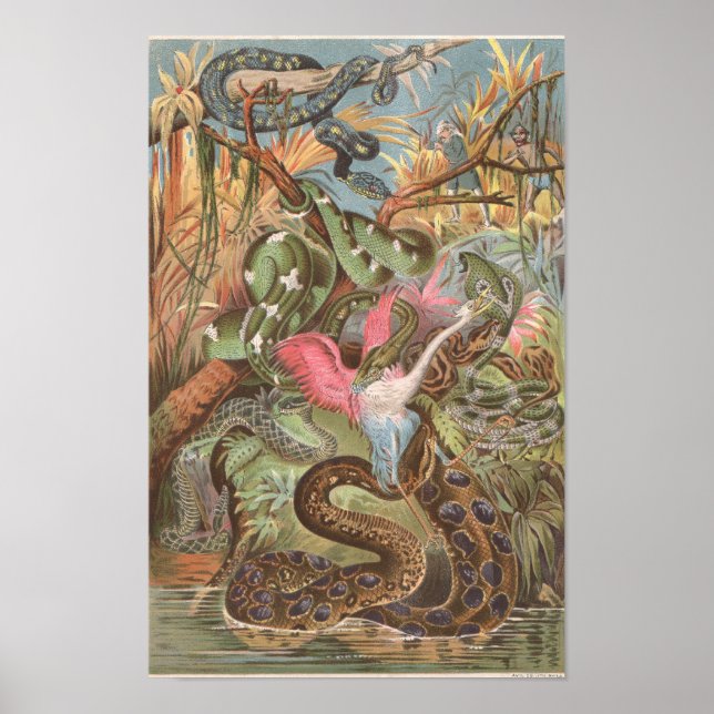 1889 Snakes of the African Jungle Poster (Vorne)