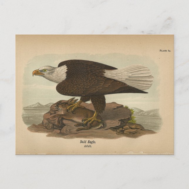 1890 Bird Bald Eagle Postkarte (Vorderseite)