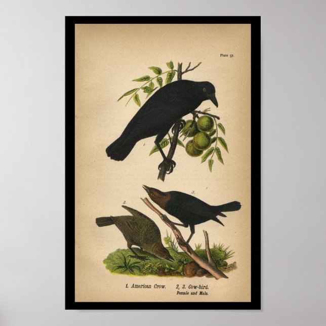 1890 Bird Print American Crow Poster (Vorne)