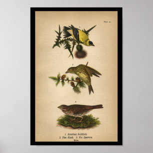 1890 Bird Print American Goldfinch Poster