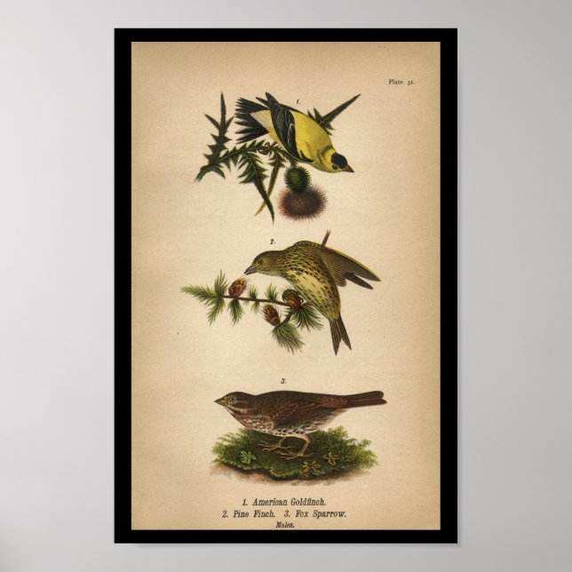 1890 Bird Print American Goldfinch Poster (Vorne)