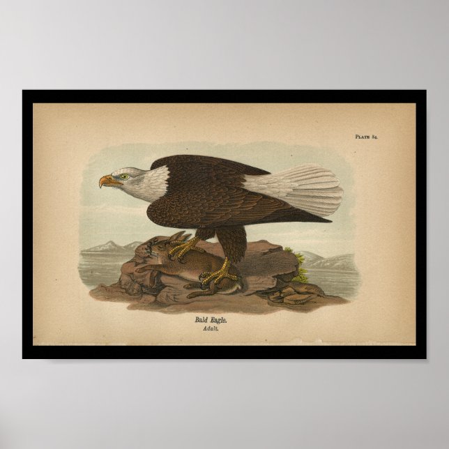 1890 Bird Print Bald Eagle Poster (Vorne)