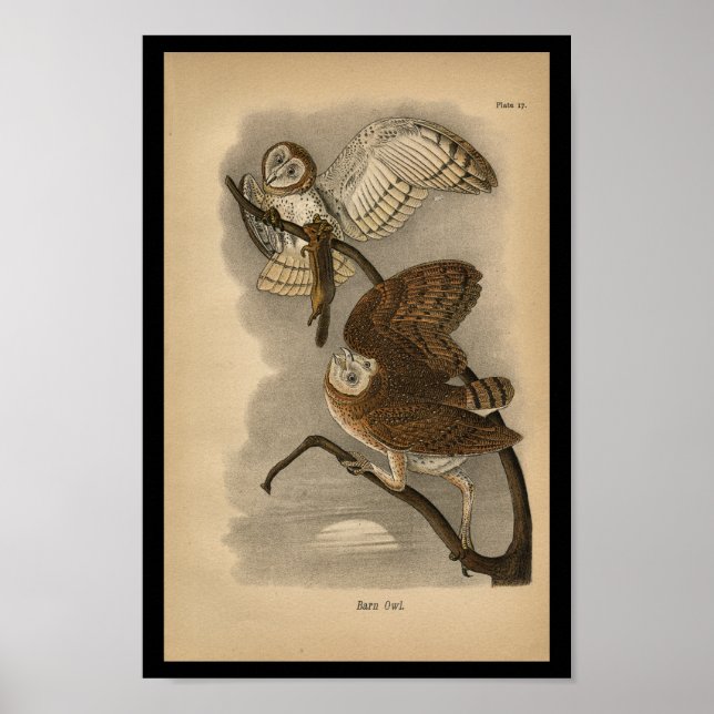 1890 Bird Print Barn Owls Poster (Vorne)