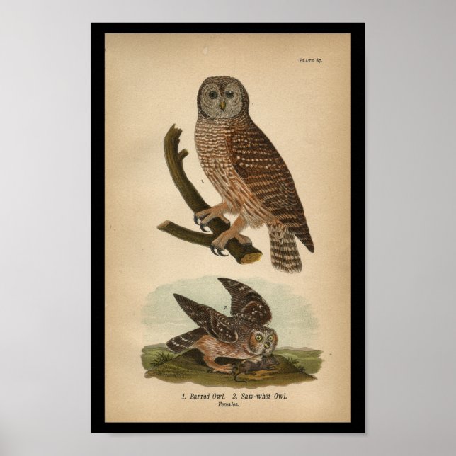 1890 Bird Print Barred Owl Poster (Vorne)