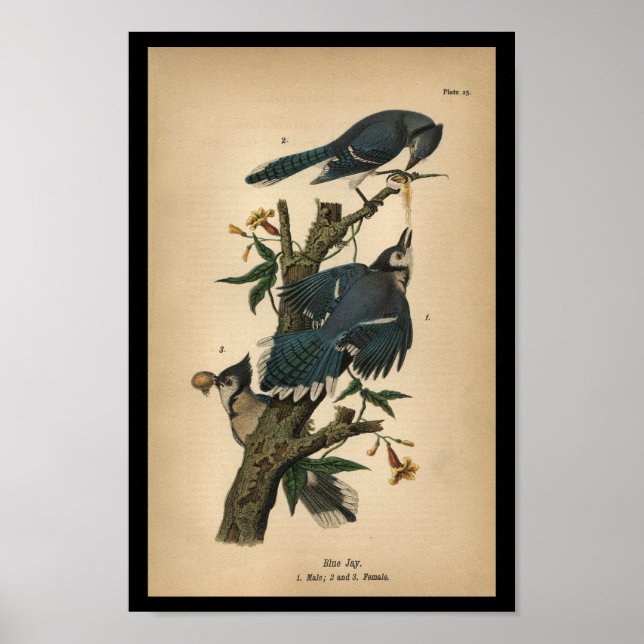1890 Bird Print Blue Jay Poster (Vorne)