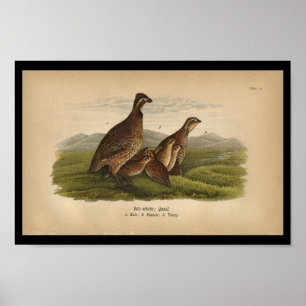1890 Bird Print Bob-White Quail Poster
