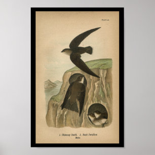 1890 Bird Print Chimney Swift Poster