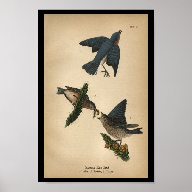 1890 Bird Print Common Blue Bird Poster (Vorne)