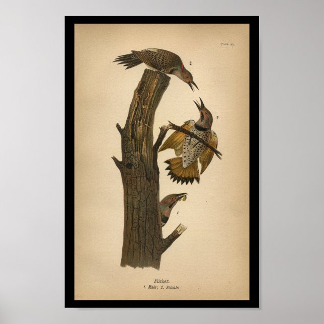 1890 Bird Print Flicker Poster (Vorne)