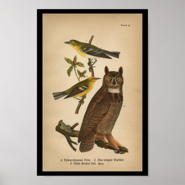 1890 Bird Print Great Horned Owl Poster (Vorne)