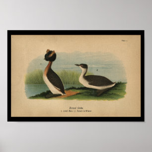 1890 Bird Print Horned Grebe Poster