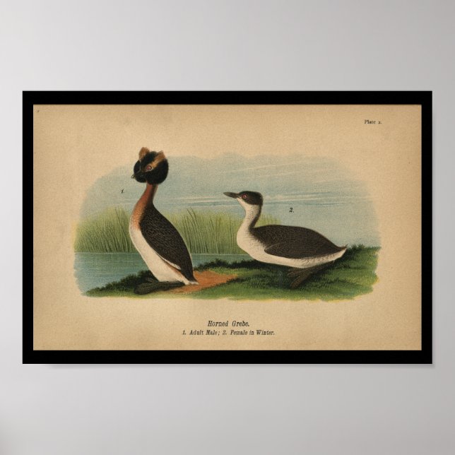 1890 Bird Print Horned Grebe Poster (Vorne)
