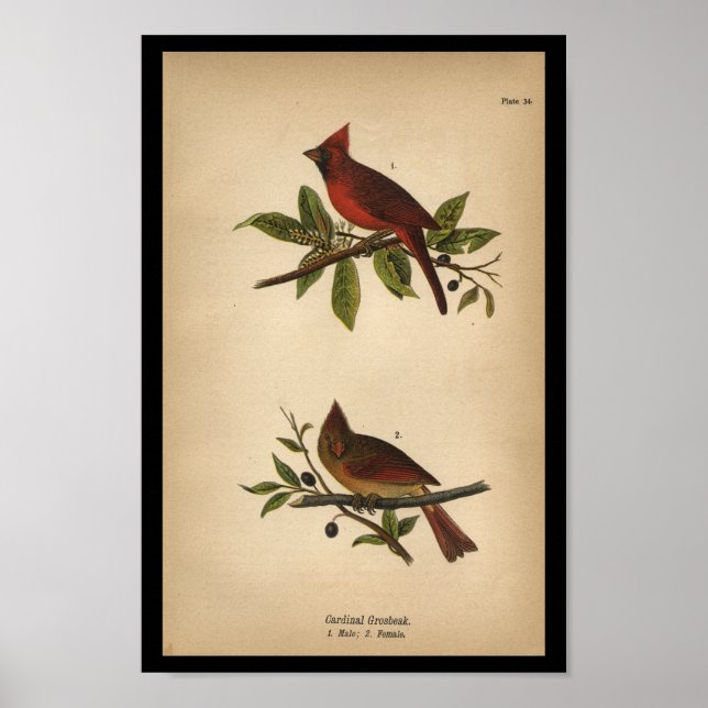 1890 Bird Print Kardinal Grosbeak Poster (Vorne)