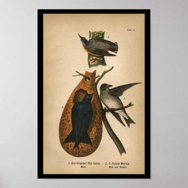 1890 Bird Print Lila Martin Poster (Vorne)
