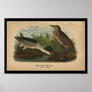 1890 Bird Print Night Heron Poster